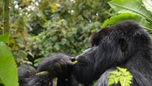 Gorilla eating in Volcanoes National Park