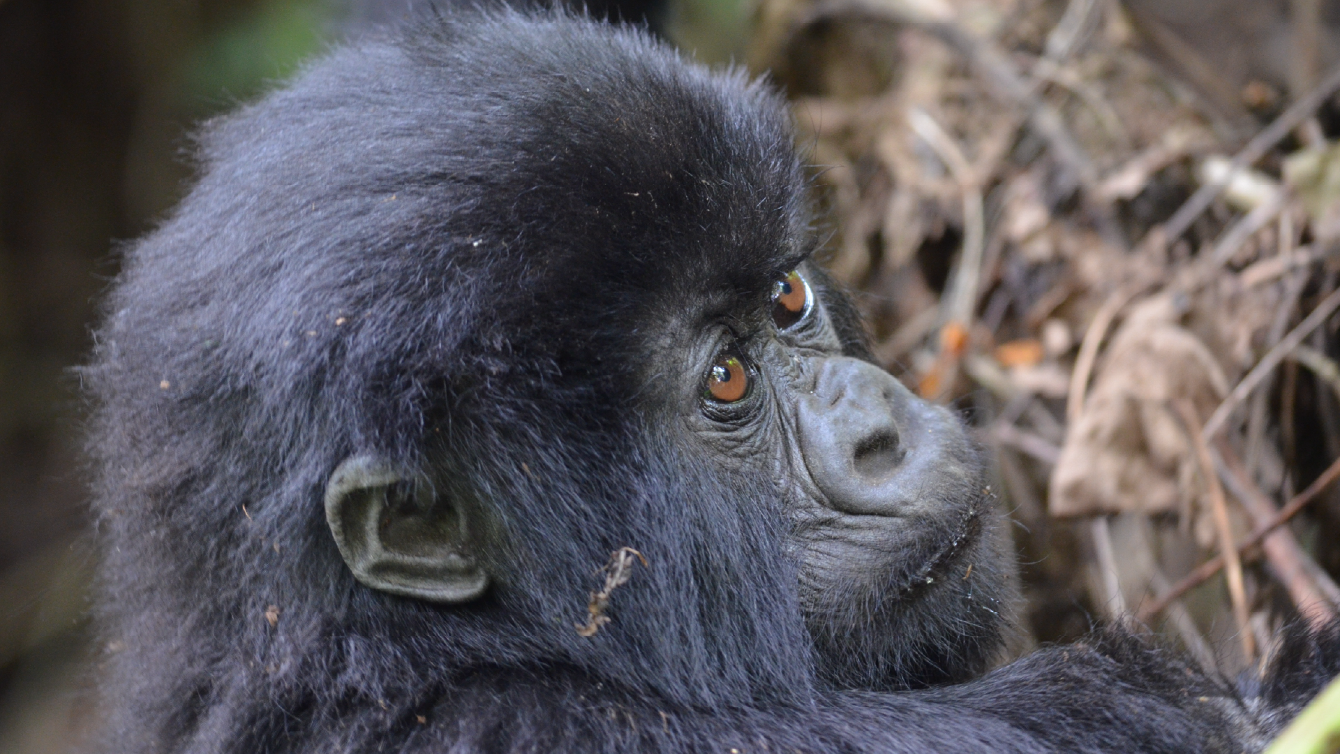 Gorilla in Volcanoes National Park, Rwanda