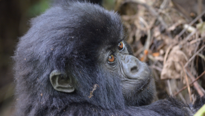 Gorilla in Volcanoes National Park, Rwanda