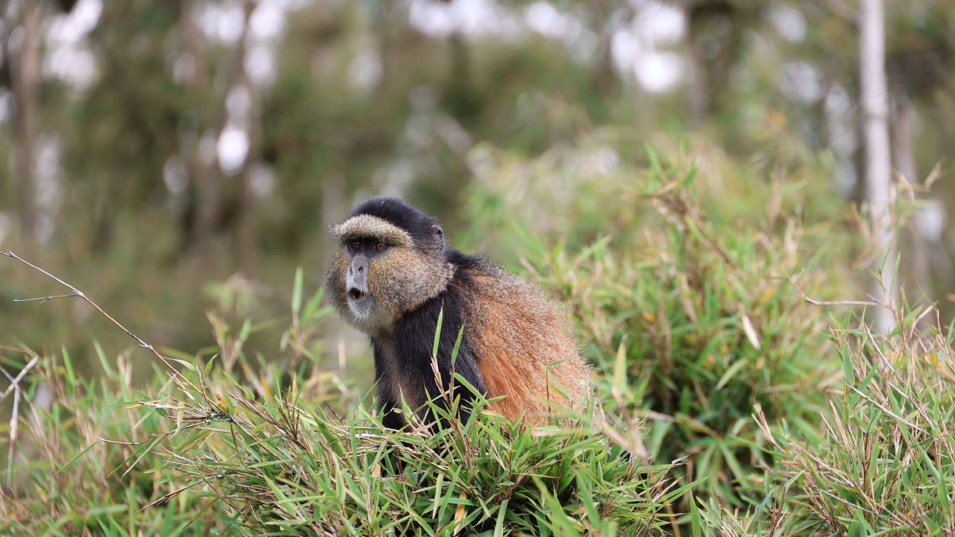 Golden Monkey, Volcanoes National Park, Rwanda