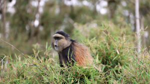 Golden Monkey, Volcanoes National Park, Rwanda