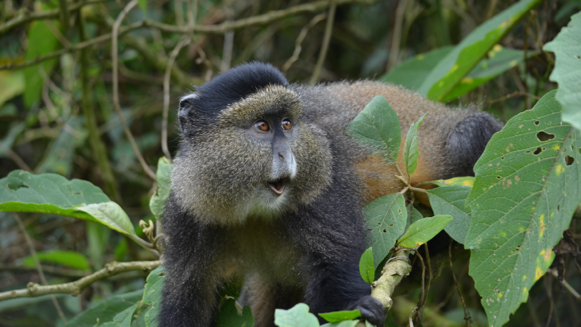 Golden Monkey, Volcanoes National Park, Rwanda