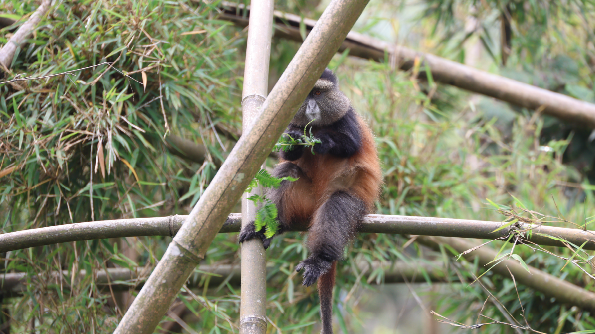 Golden Monkey, Volcanoes National Park, Rwanda
