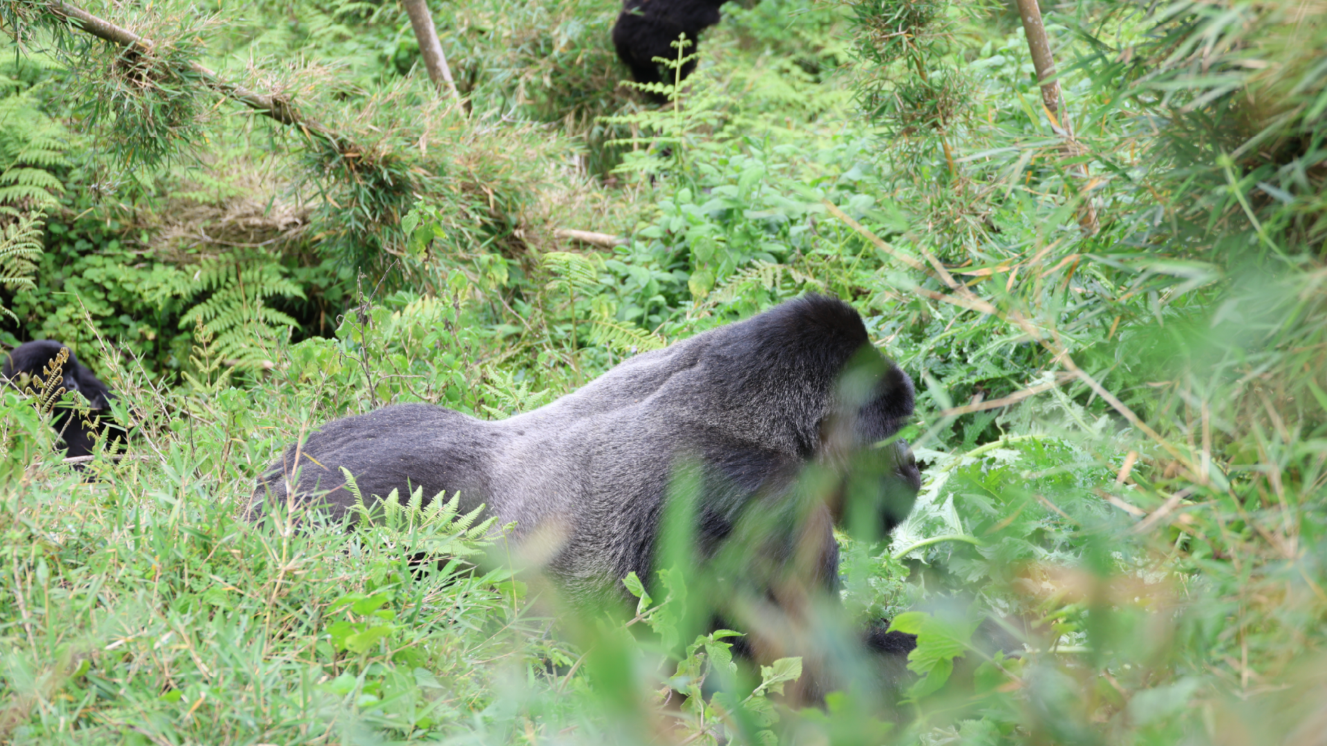 Silverback Gorilla in Volcanoes National Park, Rwanda