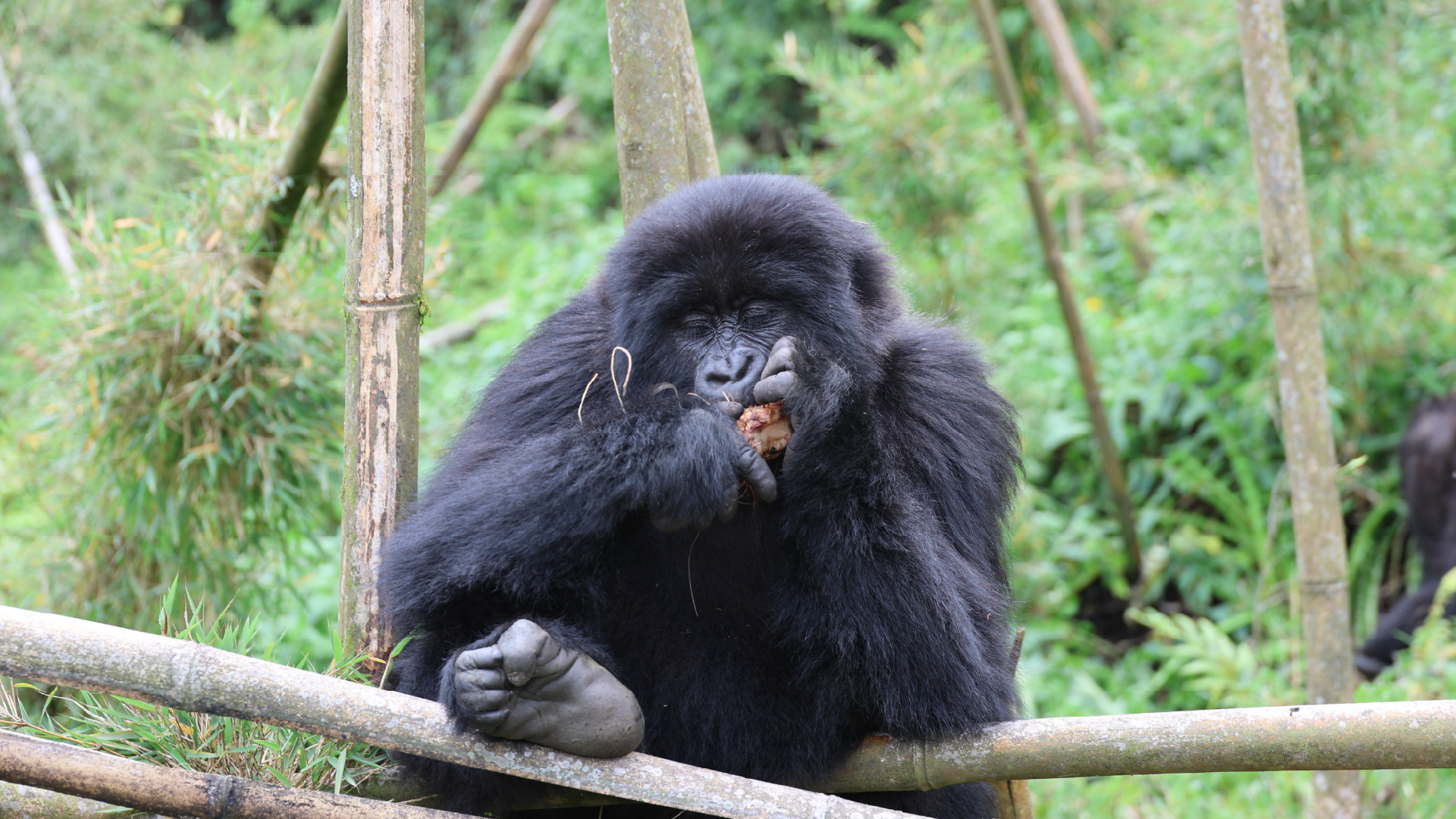 Volcanoes National Park, Rwanda by Amie Bunnik