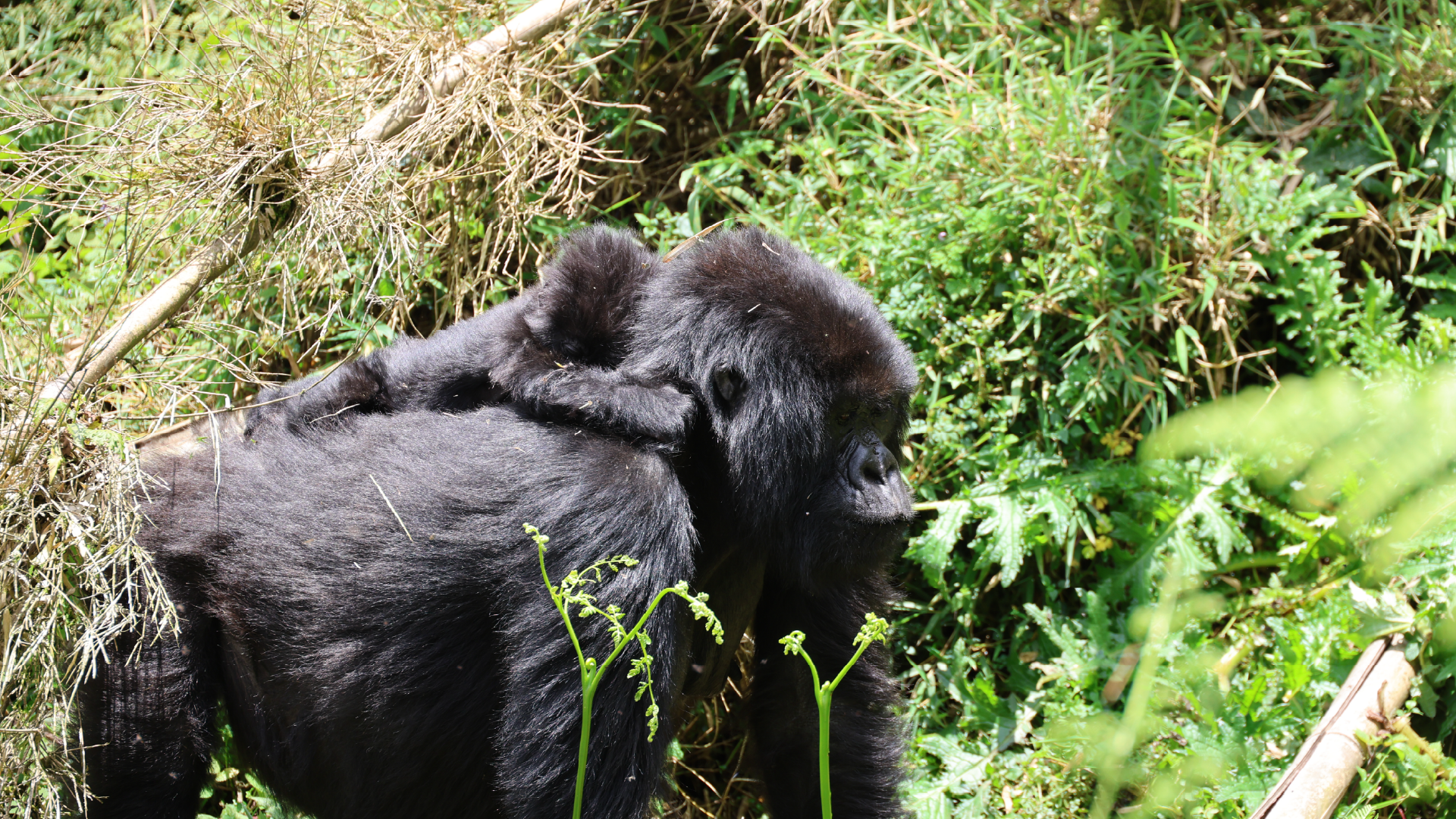Volcanoes National Park, Rwanda by Amie Bunnik