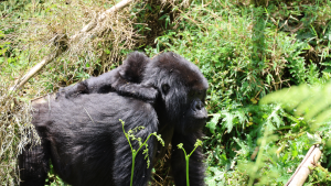 Volcanoes National Park, Rwanda by Amie Bunnik