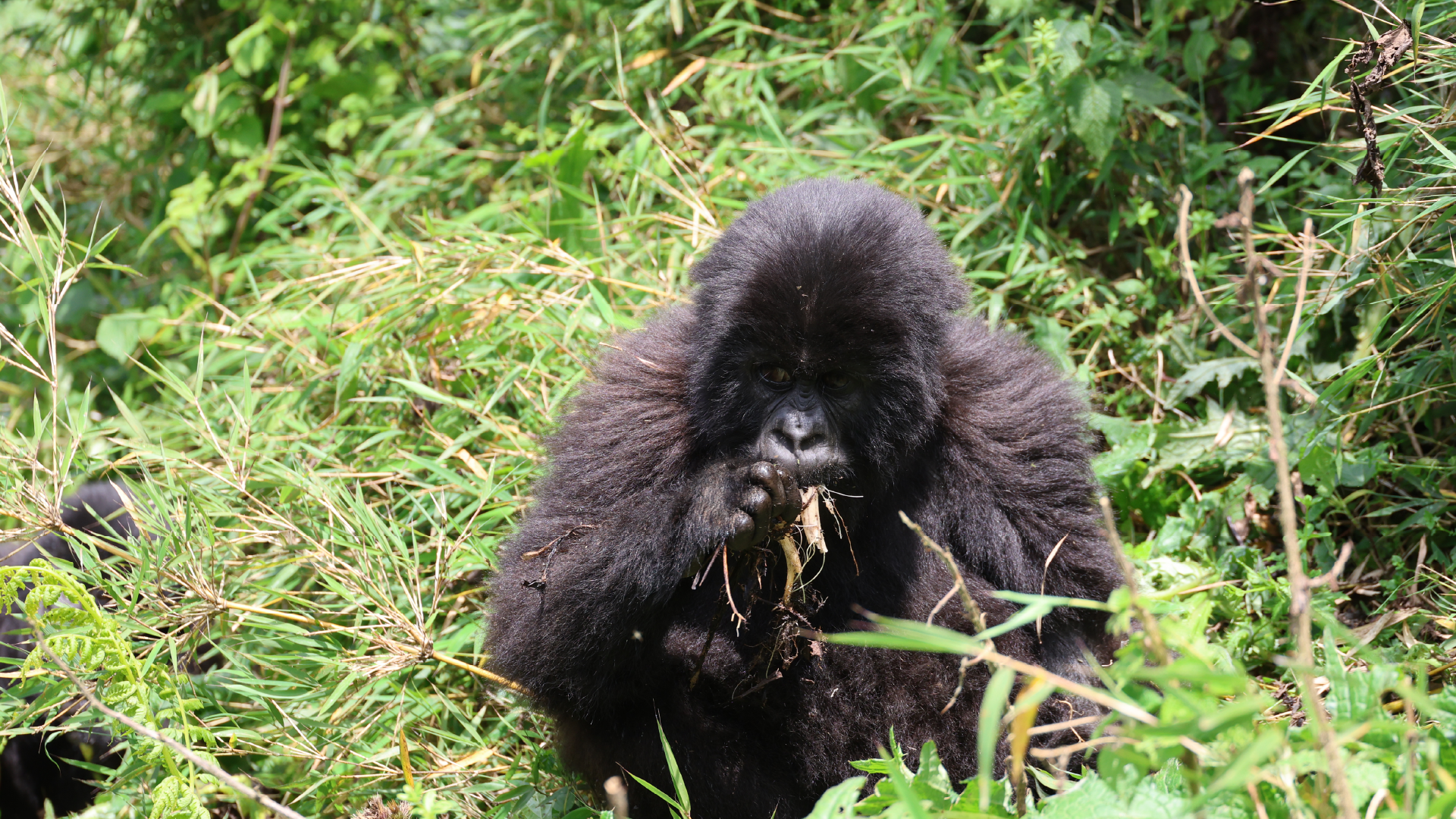 Volcanoes National Park, Rwanda by Amie Bunnik