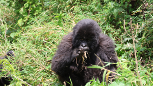 Volcanoes National Park, Rwanda by Amie Bunnik