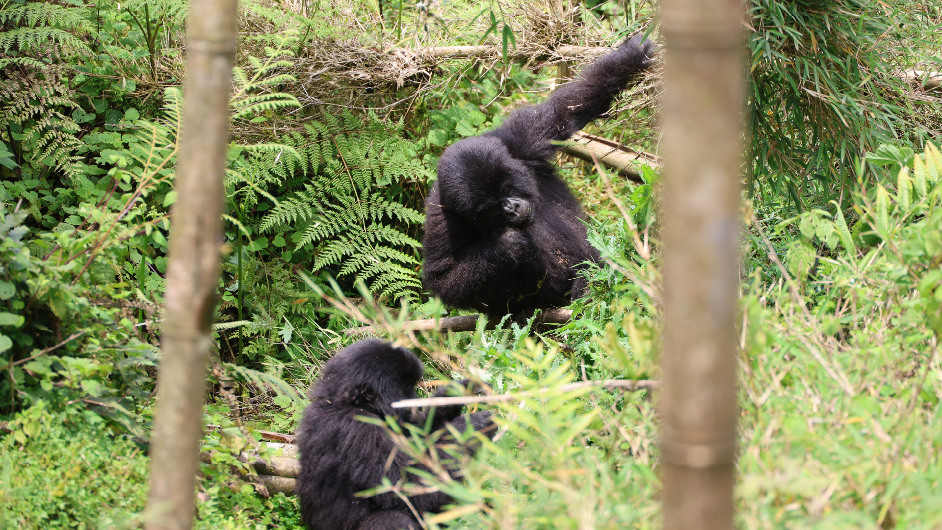 Volcanoes National Park, Rwanda by Amie Bunnik