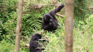 Volcanoes National Park, Rwanda by Amie Bunnik