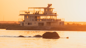 Elephant in front of Chobe Princess by ZQ Collection
