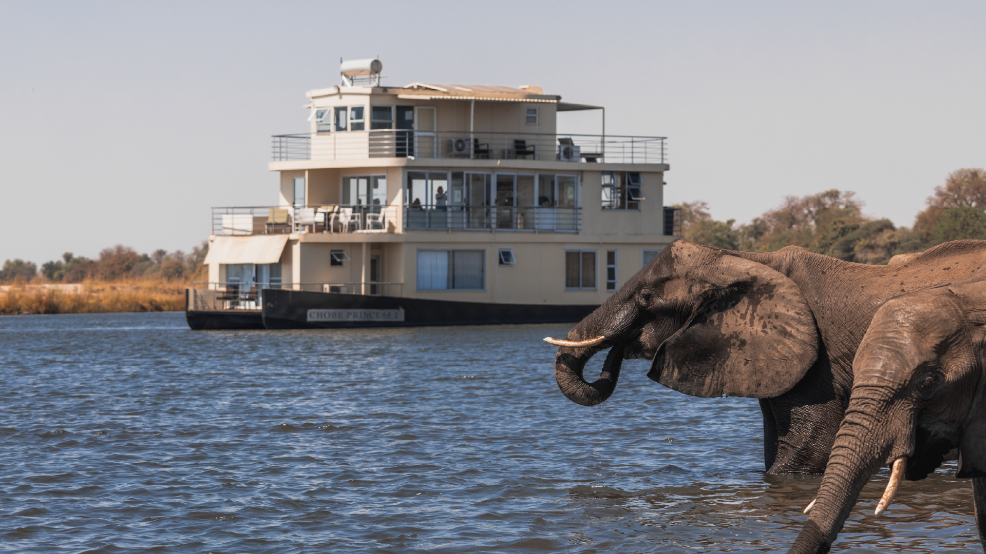 Elephants in front of Chobe Princess by ZQ Collection