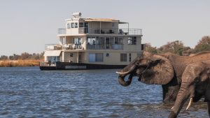 Elephants in front of Chobe Princess by ZQ Collection
