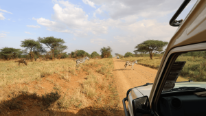 A day on safari in the Maasai Mara, Kenya by Amie Bunnik