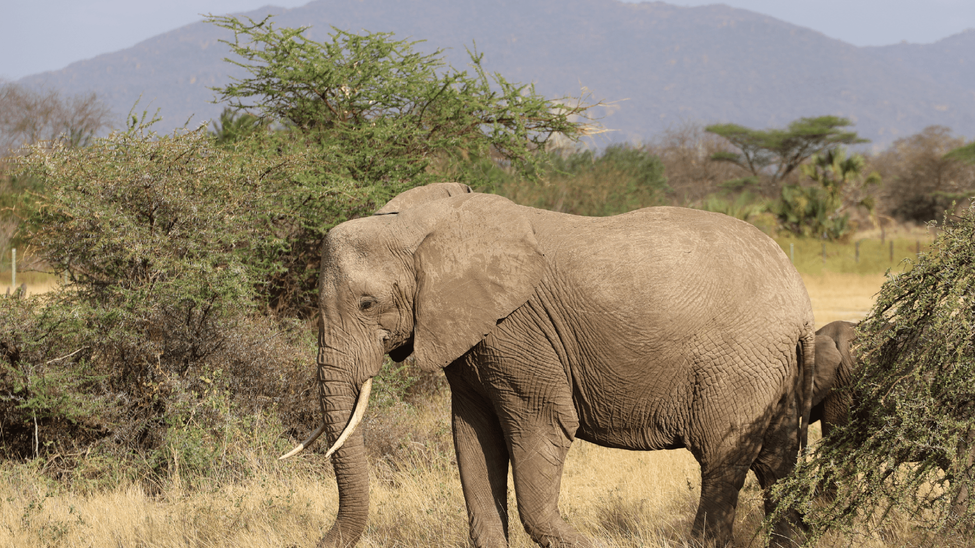 African Elephants roaming in the wilderness and green scrub of Shaba National Reserve in Africa by Amie Bunnik