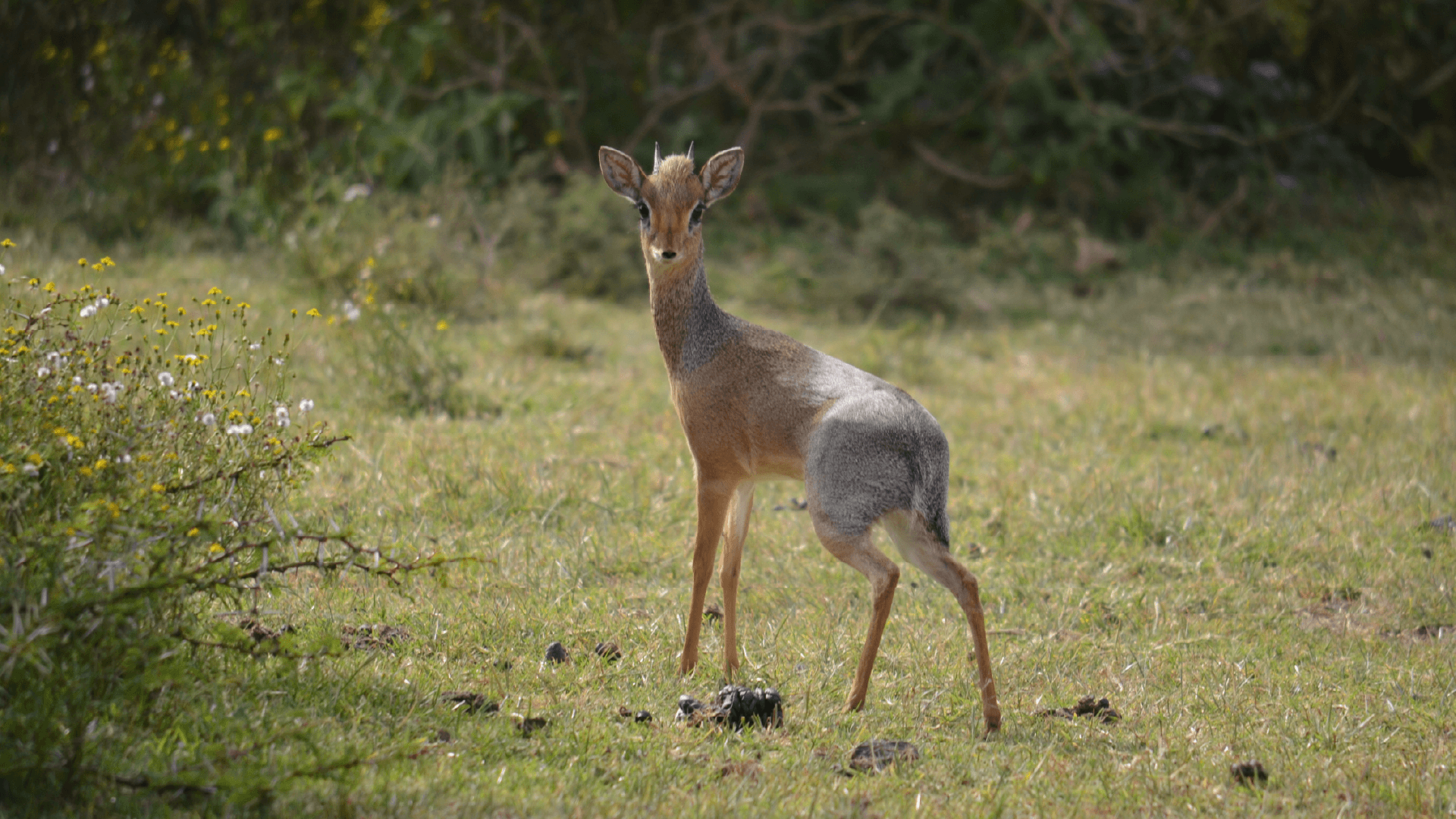 Kirk's Dik-Dik in Lake Naivasha, Kenya by Annelieke Huijgens
