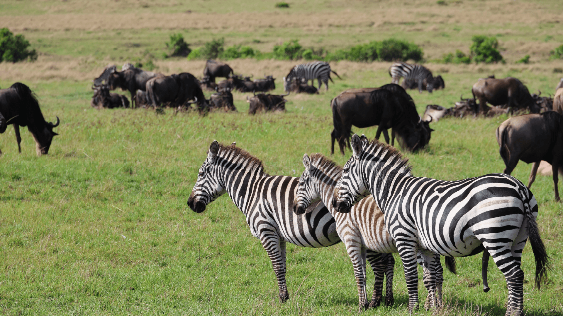 Three zebras standing in the grasslands of the Maasai Mara amongst a herd of grazing buffalo in Kenya captured by Amie Bunnik