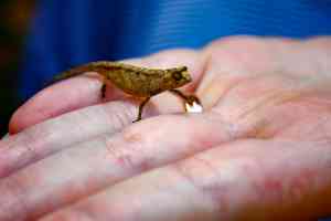 2013 - Chameleon - Madagascar - Amelia Winter