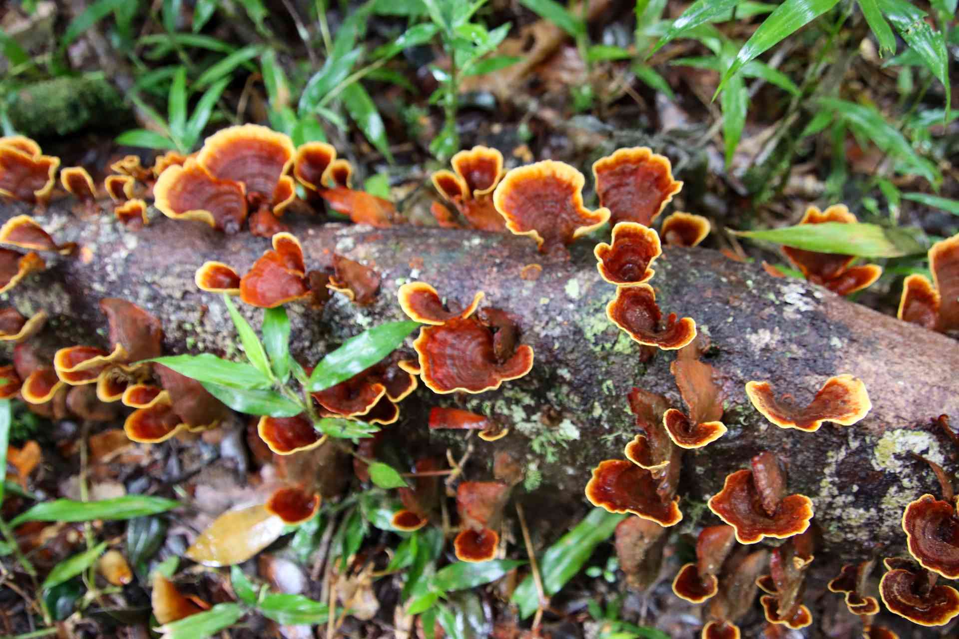 2022 - Madagascar - Andasibe Analamazaotra Reserve - Annelieke Huijgens (56)