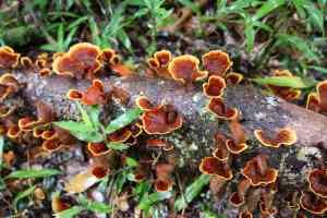 2022 - Madagascar - Andasibe Analamazaotra Reserve - Annelieke Huijgens (56)