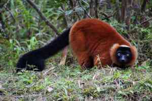 2022 - Madagascar - Andasibe Vakona Reserve (Lemur Island) - Annelieke Huijgens (21)