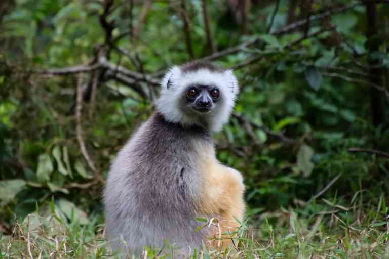 2022 - Madagascar - Andasibe Vakona Reserve (Lemur Island) - Annelieke Huijgens (34)