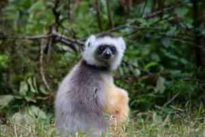 2022 - Madagascar - Andasibe Vakona Reserve (Lemur Island) - Annelieke Huijgens (34)
