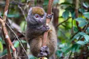 2022 - Madagascar - Andasibe Vakona Reserve (Lemur Island) - Annelieke Huijgens (7)