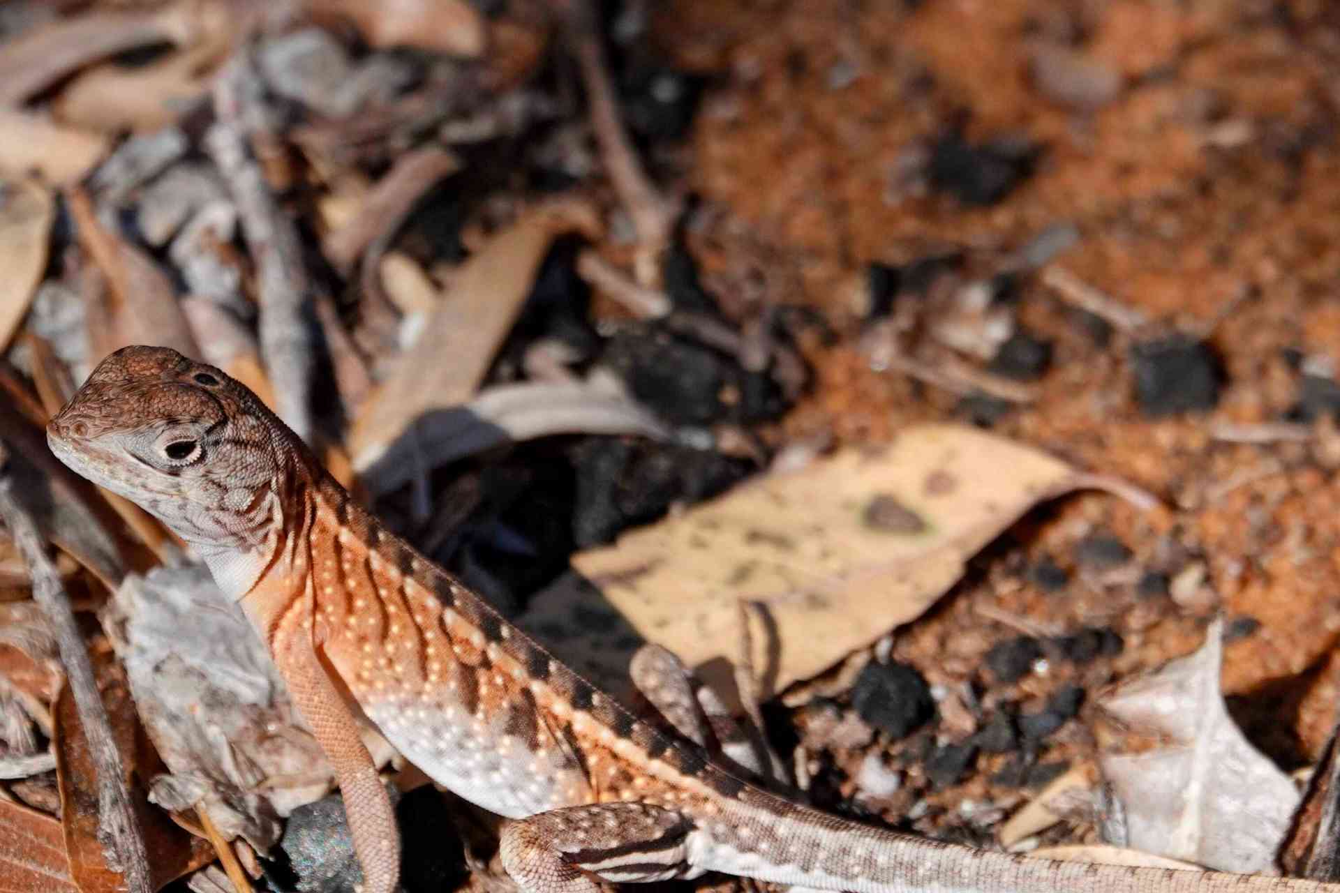 Isalo National Park, Madagascar by Margie C