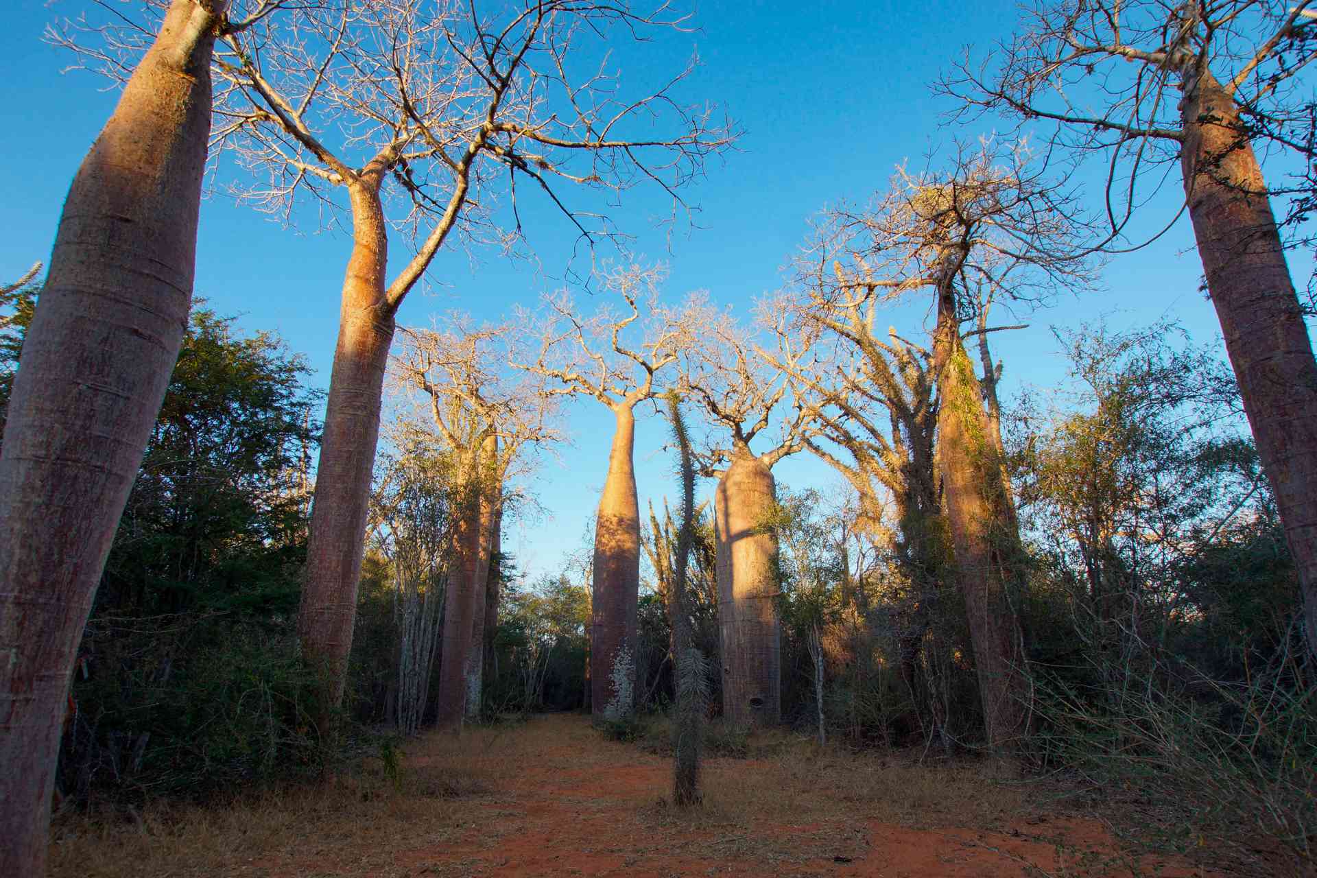 2025 - Discover Madagascar - David Adamson