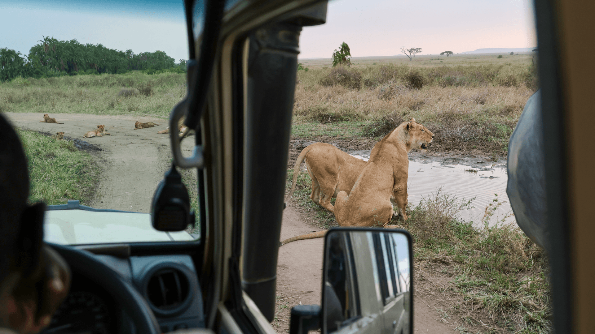 A tour group on safari in the Serengeti, looking out from the safari truck to two female lions in view at a watering hole in Tanzania captured by Amie Bunnik