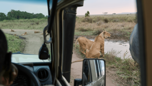 A tour group on safari in the Serengeti, looking out from the safari truck to two female lions in view at a watering hole in Tanzania captured by Amie Bunnik