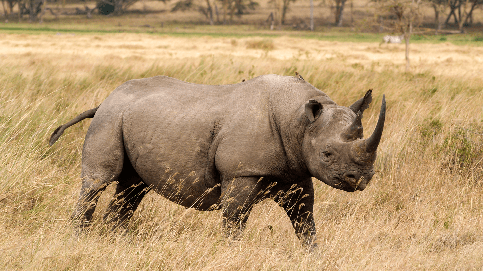 A Black Rhino in the shrublands of Lake Nakuru in Kenya, Africa captured by Gary Hayes