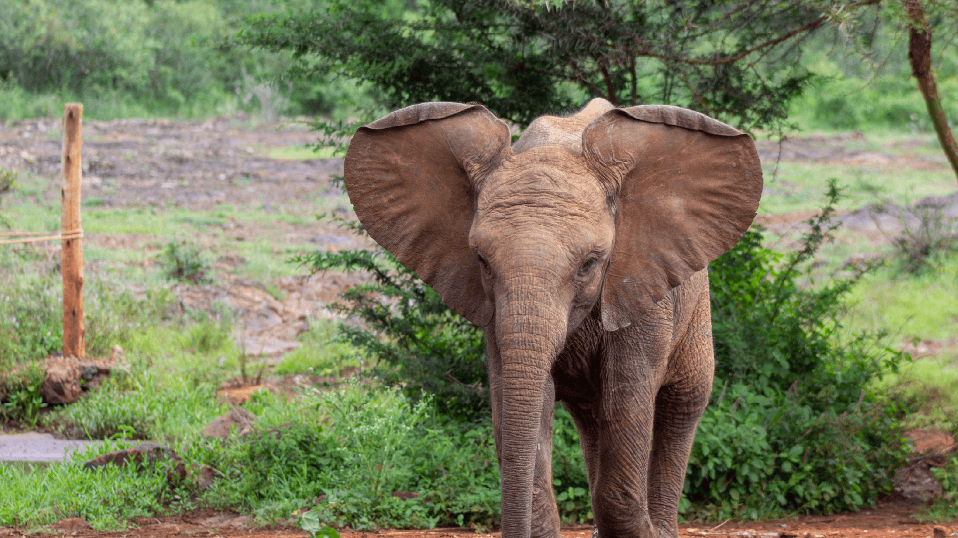 A baby elephant behind the greenery at the David Sheldrick Wildlife Trust in Nairobi captured by Chloe Marshman