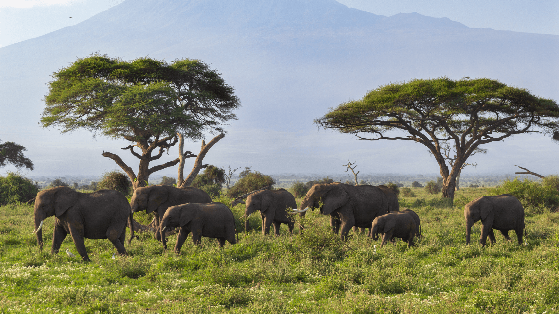 Elephants roaming in Amboseli National Park with a misty Mount Kilimanjaro looming in the background captured by Chloe Marshman
