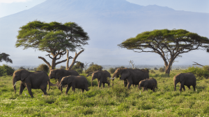 Elephants roaming in Amboseli National Park with a misty Mount Kilimanjaro looming in the background captured by Chloe Marshman