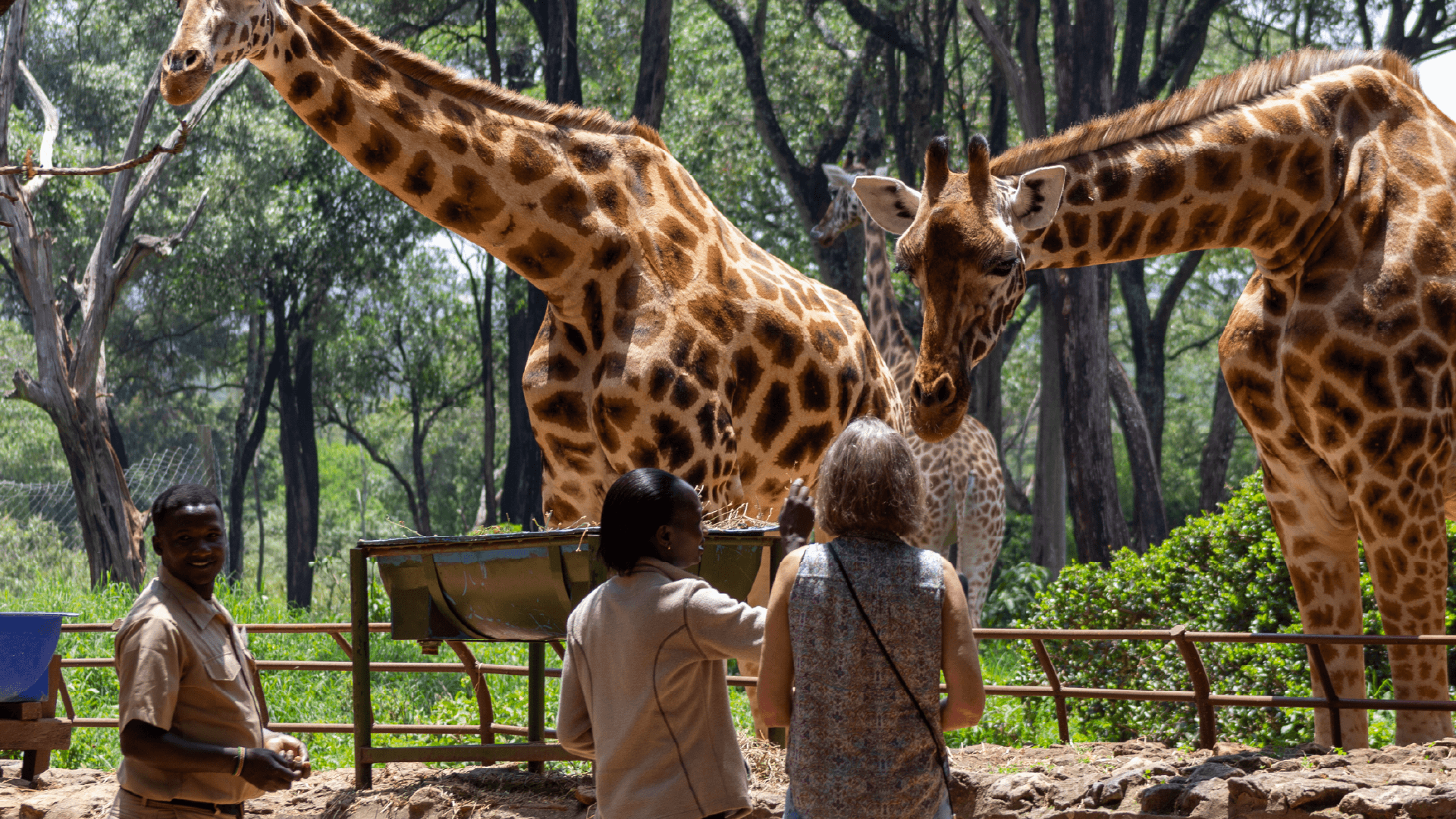 A woman reaching up to feed a giraffe bending down to her at the Giraffe Centre in Nairobi, Kenya captured by Chloe Marshman