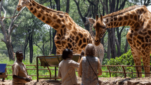 A woman reaching up to feed a giraffe bending down to her at the Giraffe Centre in Nairobi, Kenya captured by Chloe Marshman