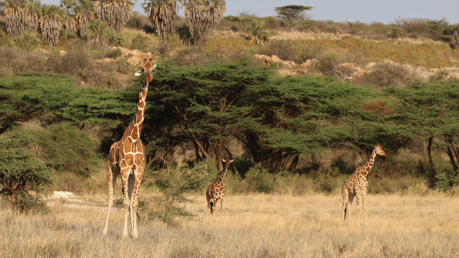 Three giraffes standing on the tree-filled plains of the Shaba National Reserve in Africa captured by Amie Bunnik