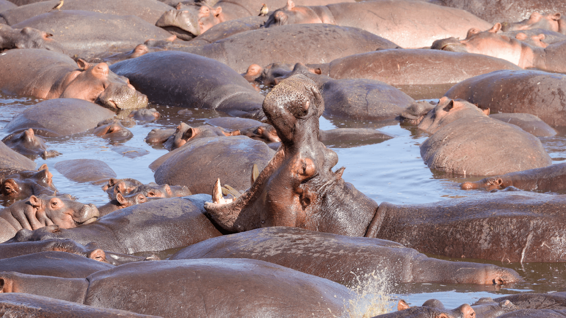 A huge pod of hippos wallowing in the water of the Serengeti in Tanzania, Africa captured by Amie Bunnik