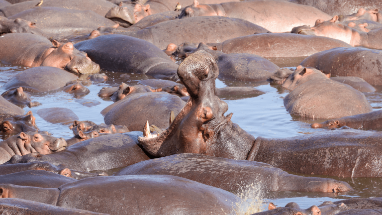 A huge pod of hippos wallowing in the water of the Serengeti in Tanzania, Africa captured by Amie Bunnik