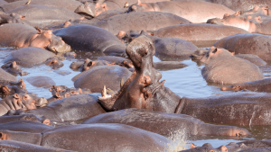 A huge pod of hippos wallowing in the water of the Serengeti in Tanzania, Africa captured by Amie Bunnik