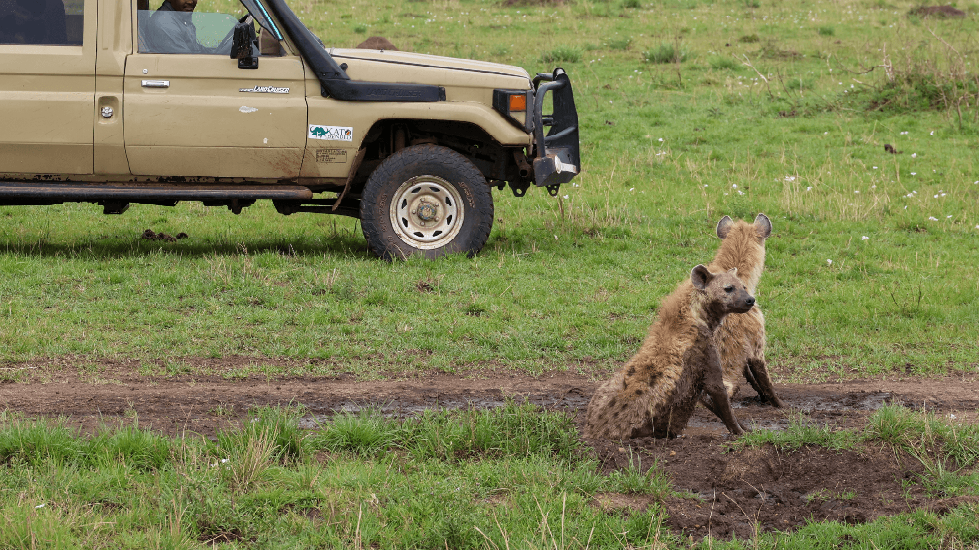 Hyenas in the Maasai Mara, Kenya by Amie Bunnik