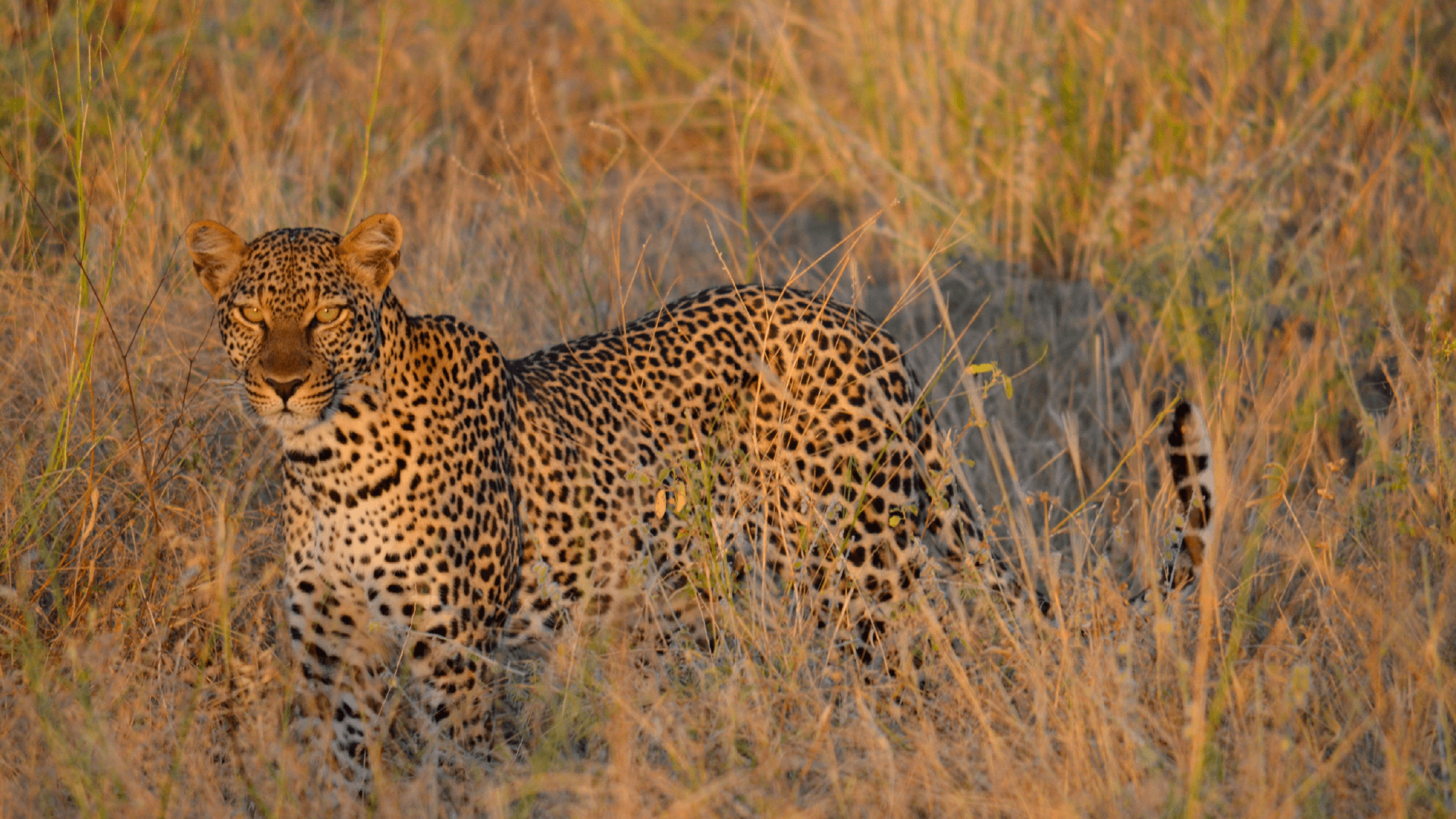 A leopard in the shrubs of Samburu National Park in Kenya, Africa captured by Annelieke Huijgens