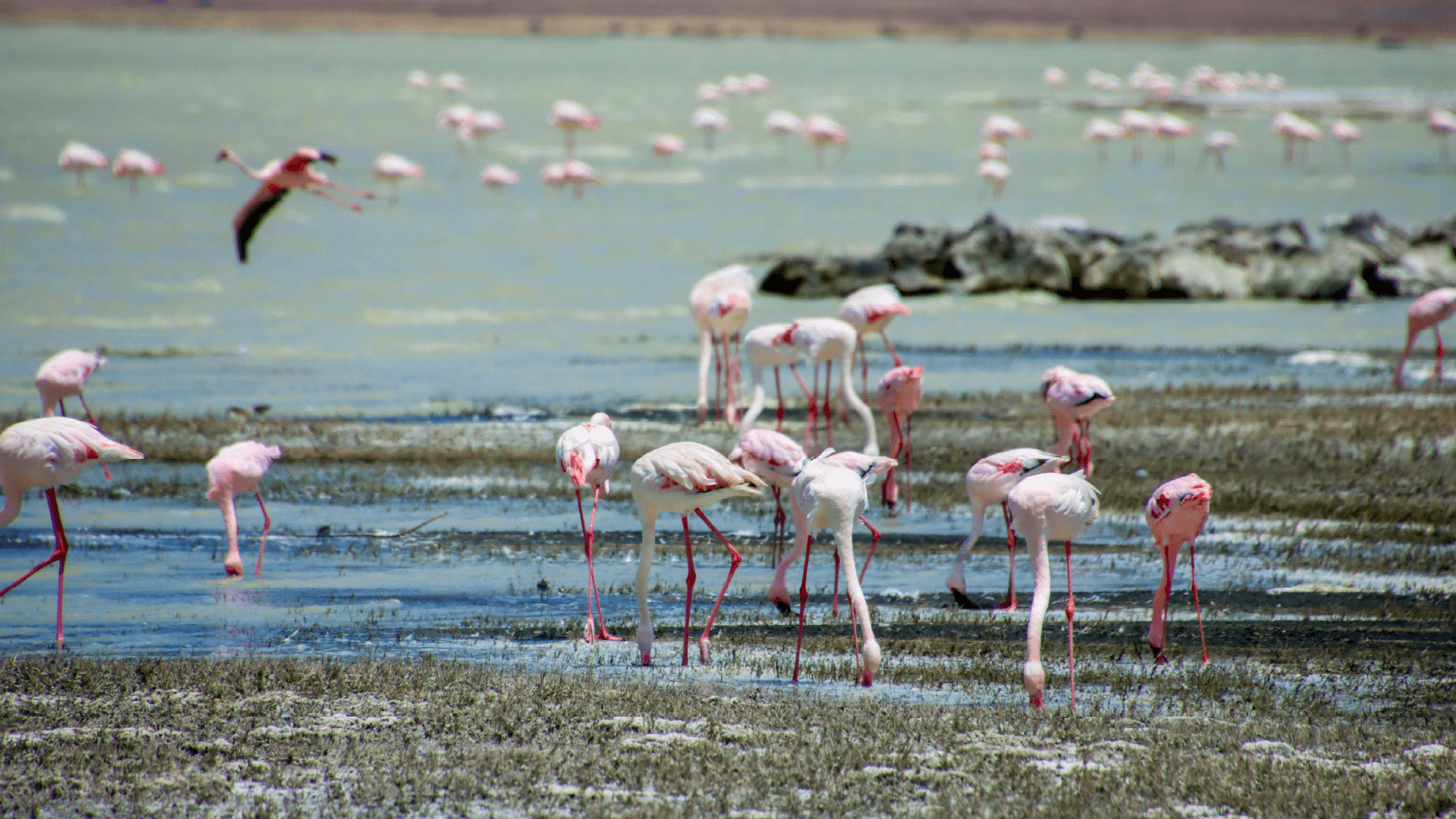 Flamingos drinking in the lake in the centre of the Ngorongoro Crater in Tanzania, Africa captured by Annelieke Huijgens