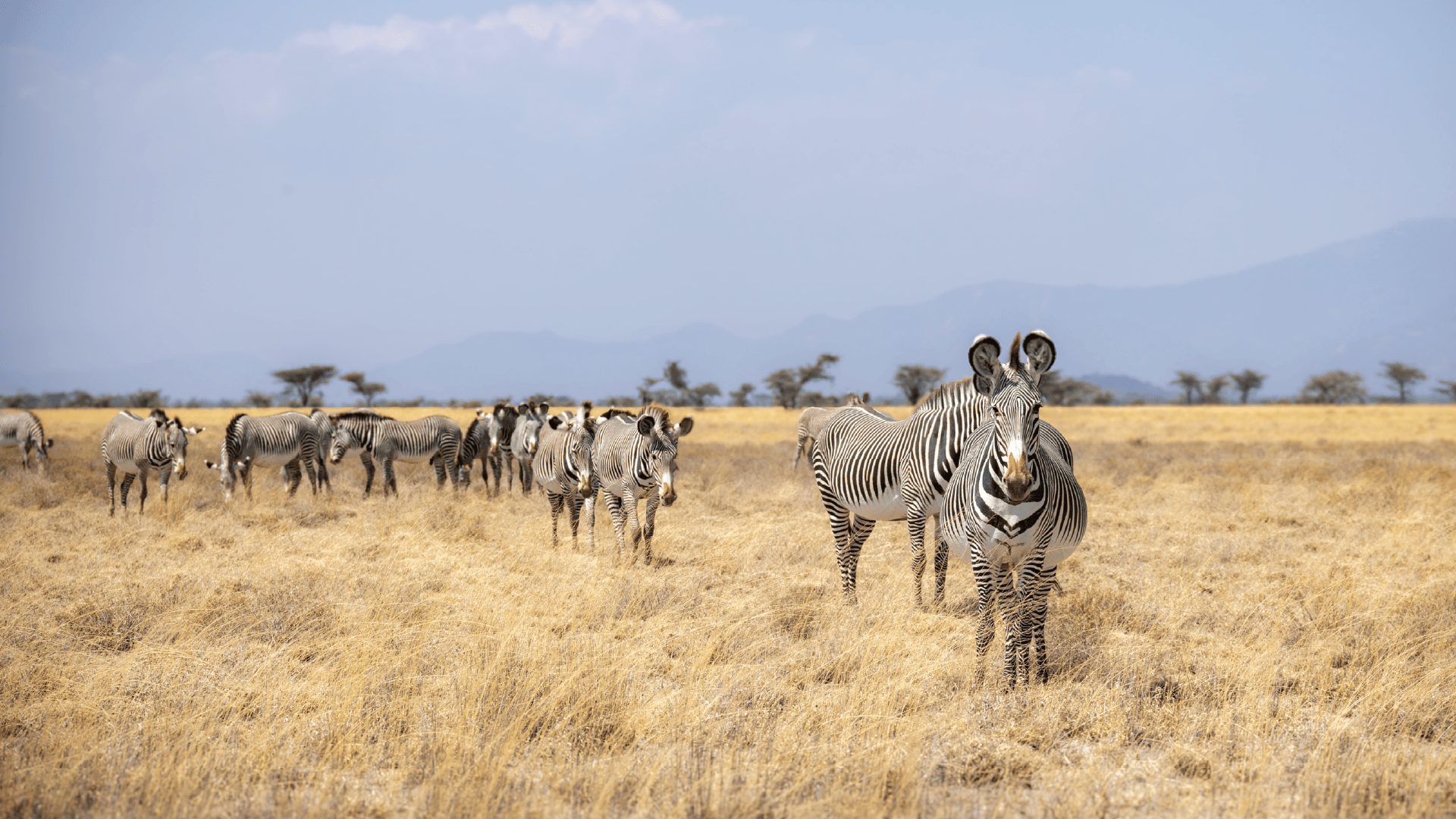 A herd of Zebras grazing in the shrublands of Shaba National Reserve in Africa by Amie Bunnik