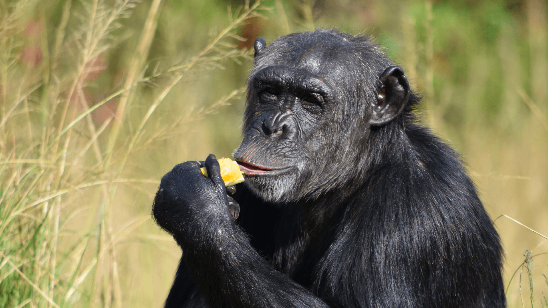 Chimpanzee at Jane Goddall Sanctuary, South Africa by Kelly Whitelaw