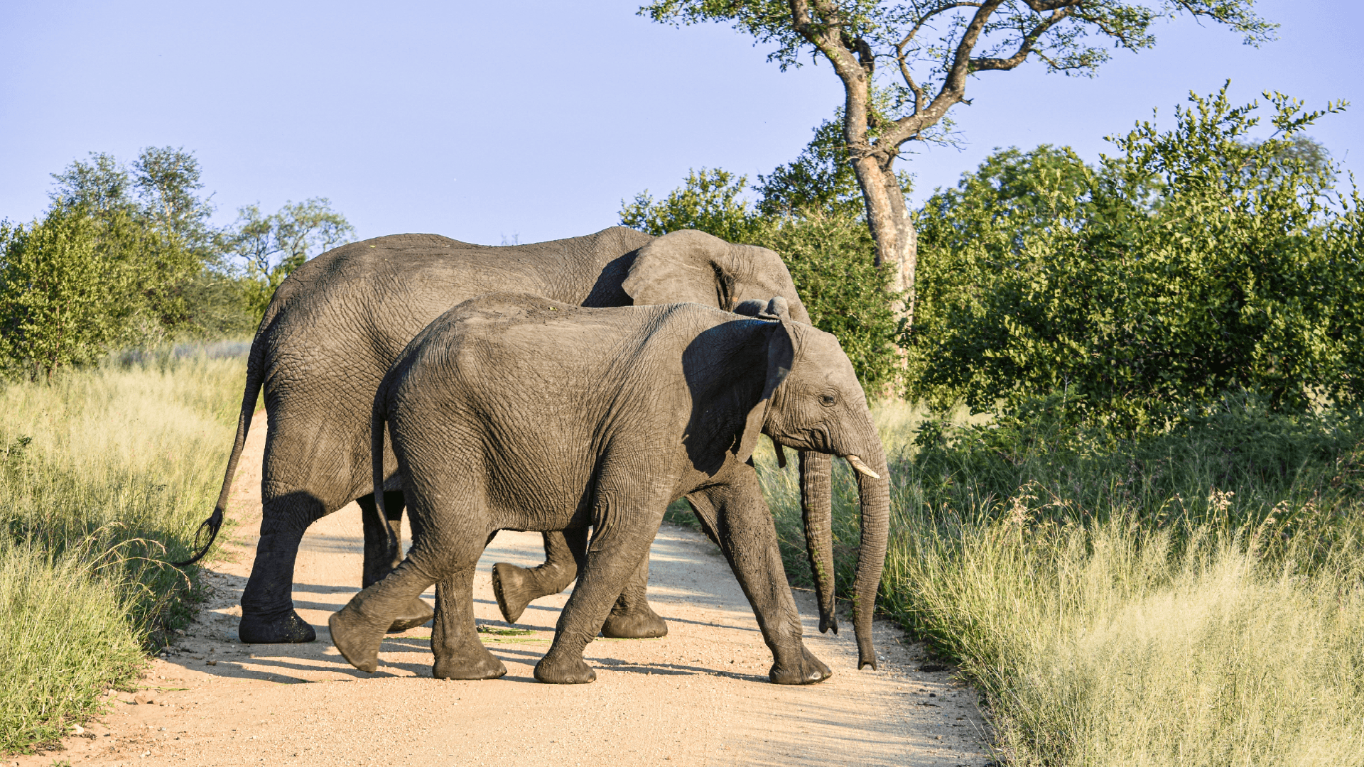 Elephants in Kruger National Park, South Africa by Kelly Whitelaw