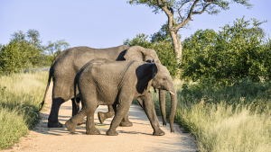 Elephants in Kruger National Park, South Africa by Kelly Whitelaw